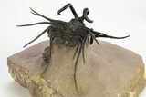 Insane Dicranurus Trilobite - Flying Preparation #310630-5